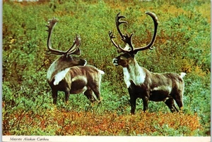 El majestuoso caribú de Alaska en su mejor postal c1975 - Imagen 1 de 2