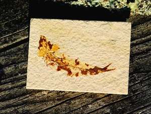 Knightia Fossil Fish Green River Formation from Wyoming for Collection Display - Picture 1 of 9