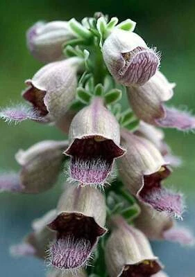 SEEDVILLE USA 50 RUSTY FOXGLOVE Hummingbird Flower Digitalis Ferruginea Yellow Herald Seeds