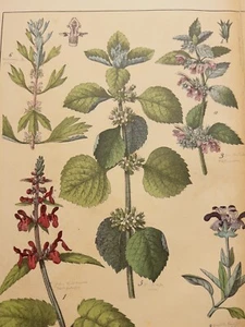 ANTIK ABBILDUNG 1869 PFLANZ BUCH HANDKOLORIERT FLORA BOTANIK BLUME ILLUSTRATION - Bild 1 von 21