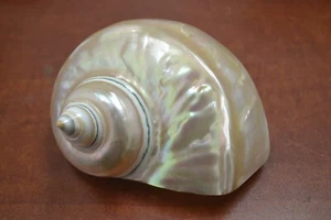 GROSSE PERLE MARMORATUS SATIN TURBO MUSCHEL STRAND DEKOR 5-6" #T-2110 - Bild 1 von 4