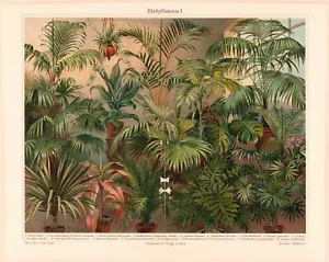 c1900 #1 TROPISCHE HAUSLAUBPFLANZEN FARBE CHROMOLITHOGRAPH @10x13 - Bild 1 von 2