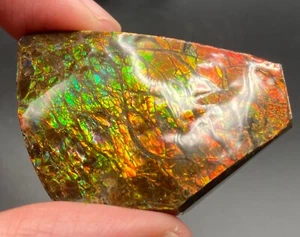 Ammolita fósil de 4,8 cm con varios colores - amonita, Alberta, Canadá. - Imagen 1 de 7