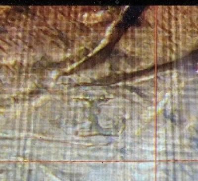 1909 Indian Head Cent Snow 1 LG/SM L DDO AU Details S-1 ANACS SOAPBOX L/L Penny - Image 1 of 4