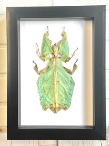 The Giant Malaysian Leaf Insect (Pulchriphyllium giganteum) Box Frame Display - Foto 1 di 3