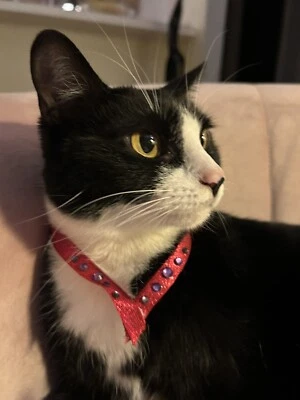 Necklace/Collar For Cats Or Small Dogs - Image 1 of 3