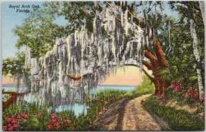Vintage Linen Postcard Royal Arch Oak Florida Tropical Scene - Picture 1 of 2