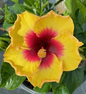 EXOTIC YELLOW HIBISCUS STARTER LIVE PLANT 3 TO 5 INCHES TALL 