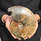 1.07Kg Natural Ammonite Fossil Quartz Crystal Specimen Reiki Healing