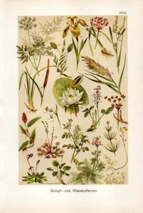 1899 MARTIN CHROMOLITHO white lotus, reed, sun dew, rush, yellow flag, pondweed - Picture 1 of 3