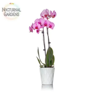 Klassische rosa Aquarell Orchidee im Keramiktopf - Bild 1 von 12