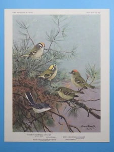 Kinglet corona dorada original 1960 estampado de pájaros, rubí, mosquitero 6-1/2"x8-1/2" - Imagen 1 de 2