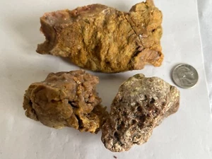 madera petrificada surtida aleatoria agatizada opalizadas rocas coleccionables crudos - Imagen 1 de 4