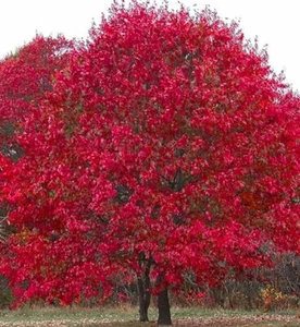 Willow Oak Live Tree – Dormant in Quart Pot | Quercus phellos, Fast-Growing - Picture 1 of 12