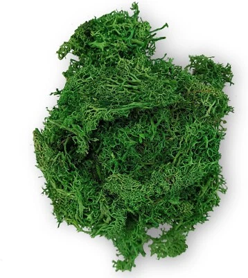 Deko-Moos Dunkel-Grün 30 Gramm Natur-Moos Rentiermoos zum Basteln und Dekorieren - Bild 1 von 4