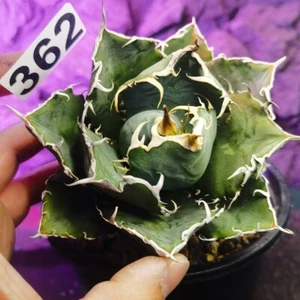 0613- ---------Ariocarpus /Astrophytum - Imagen 1 de 5