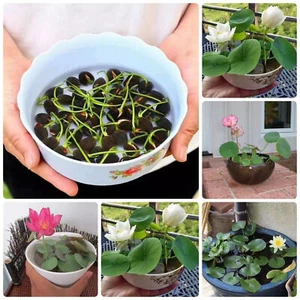 60Pcs Seeds Lotus Flower Seed Hand Picked Aquatic Plants Water Garden Lotus US - Picture 1 of 13