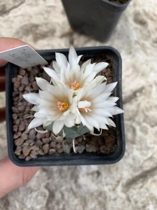 Turbinicarpus Schwarzii Pot 7*7, Wild, Own Roots From Seed - Foto 1 di 6