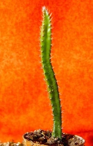 Selenicereus grandiflorus Königin der Nacht bewurzelt 15-20 cm groß Sukkulente - Bild 1 von 1