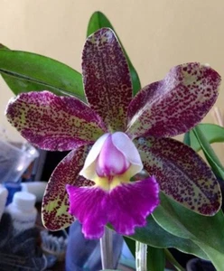 Cattleya Pao De Acucar Live Orchid 2B29 - Picture 1 of 2