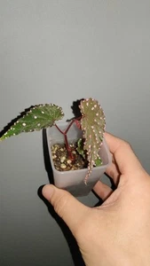 Very Rare Tropical Begonia Gracilicyma Good for Greenhouse, Terrarium, Cabinet - Picture 1 of 5