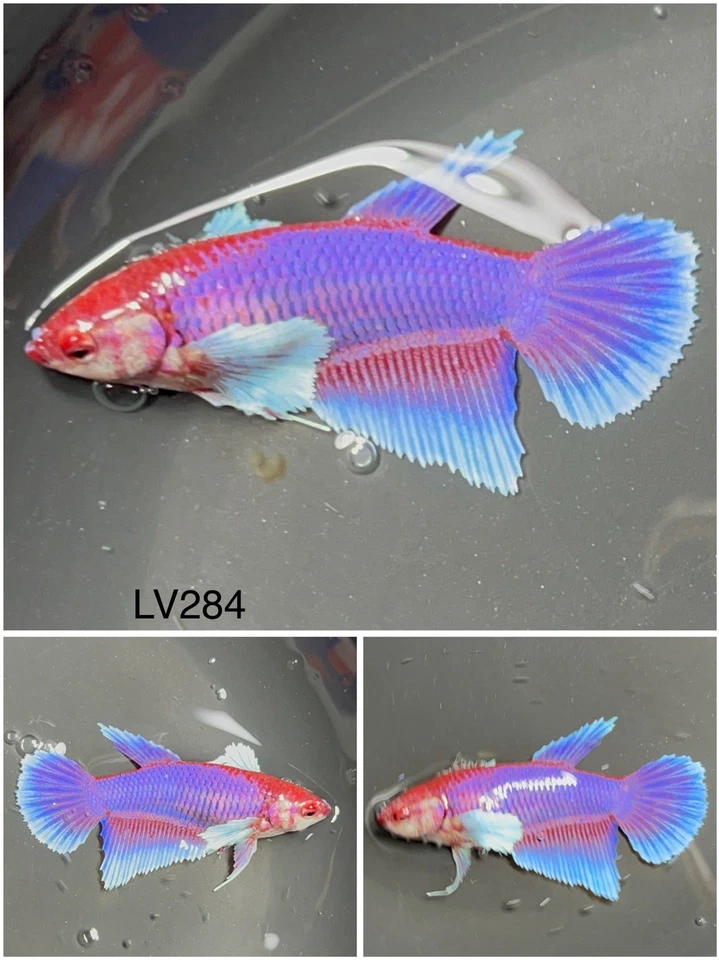 Pez vivo Betta hembra - Dumbo púrpura HMPK - LV284 - para hermandad - cría Foto 1 de 1