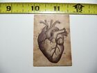 ANATOMY PHYSIOLOGY DIFFERENT VIEW HEART DECAL STICKER VINTAGE HUMAN GOTH