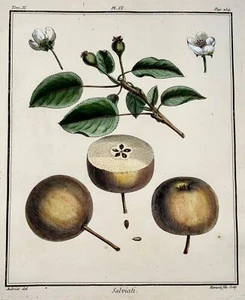 1768 Pear, fruit, Duhamel du Monceau, large quarto, hand colour, - Picture 1 of 3
