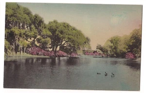 Ducks Great Lake MIDDLETON PLACE GARDENS Charleston SC HAND COLORED Postcard DB - Picture 1 of 2