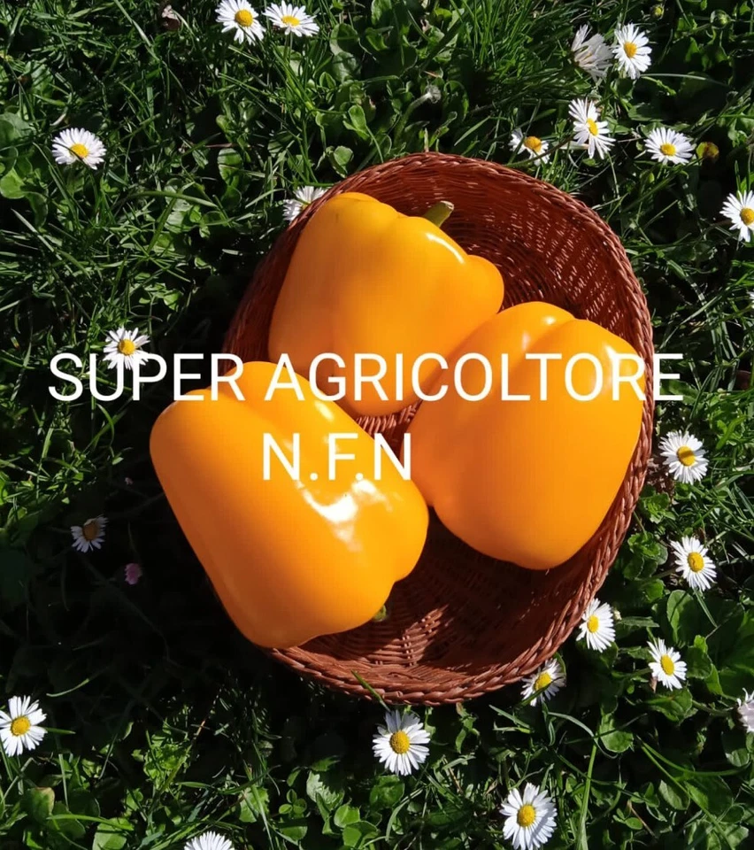 50 Semi Peperone  Giallo  Quadrato Dolce Semi Garantiti Peperoni Ottimi - Immagine 1 di 1