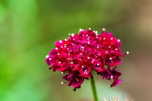 50 Samen Rote Skabiose * Scabiosa atropurpurea "Fire King" Schnittblume - Bild 1 von 1