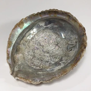 Hermoso cuenco para manchar grande sin pulir concha de abulón natural de 6,25”x5,25” de colección - Imagen 1 de 9