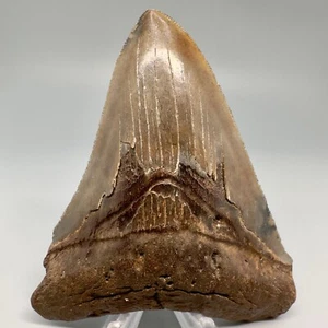 Very Colorful Brown Serrated 4.17" Fossil MEGALODON Shark Tooth - USA - Picture 1 of 6