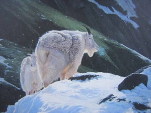 Carol Lacey New Winter Coats Mountain Goat Limited Edition Art Print - Picture 1 of 1
