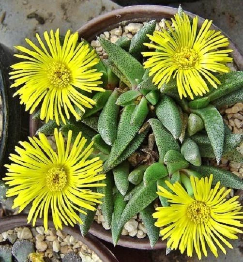 Rabiea Difformis, rare mesembs living stone aloe exotic succulent seed -15 SEEDS - Image 1 of 1
