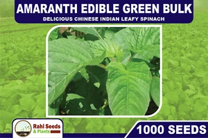 Amaranth Edible Green BULK 1,000 Seeds - Delicious Chinese Indian Leafy Spinach - Picture 1 of 5