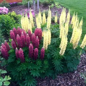 Sale2688 Lupine Russel Mix Zweifarbig Lupinen 30 Samen - Bild 1 von 1