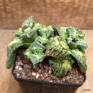 D3924 FAUCARIA TUBERCOLOSA MONSTER pot9-H6-W12 cm MaMa Cactus - Picture 1 of 5