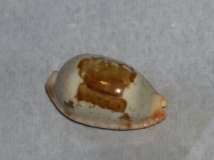 CYPRAEA STOLIDA VERY LARGE TAN CHOCOLATE DORSUM BLOTCH - Picture 1 of 2