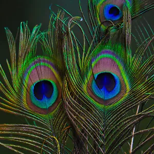 70-80cm Large Peacock Tail Feathers Decoration Home Room Bouquet 10/25/50/100pcs - Picture 1 of 12