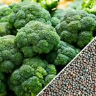Organic Vegetable Calabrese F1 Green Spouting 30 seeds Broccoli - #1 Quality