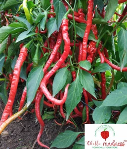 Chilli Turkish Snake Long Chilli Variety Sustainably Grown in Australia 10 Seeds - Picture 1 of 6