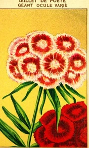 Vintage French Seed Label, Sweet William Flowers, Art Print on 11x14" 10047 - Picture 1 of 1