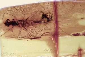 Grandes efemerópteros Mayfly y 2 GNATS fósiles genuinos ámbar báltico + foto de la sede 250812 - Imagen 1 de 6