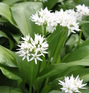 Bärlauch Knolle Pflanze Topf Blätter Blüte samen Ökö Kräuter Würzen Lauch Bio - Bild 1 von 2