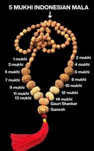 1-14 Mukhi, Ganesh, Gaurishankar Siddha Mala indonesisches Labor zertifiziert 14 mm-17 mm - Bild 1 von 5