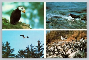 Birds of Glacier Bay National Monument in Alaska Vintage Postkarte ohne Post - Bild 1 von 2