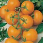 Tomate Veredelte Carotin-Tomate 'Bolzano' F1 20+Samen