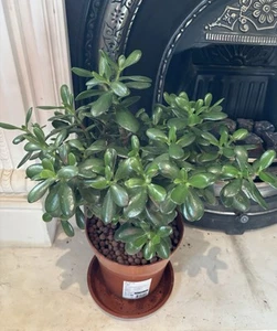 Jade Money Succulent Feng Shui Plant, bushy, H:55 cm W:45cm with Clay Balls - Picture 1 of 5