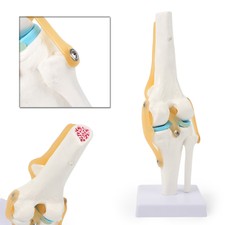Knee Joint Anatomical Model Fit Human Skeleton Anatomy Study Medical Display
